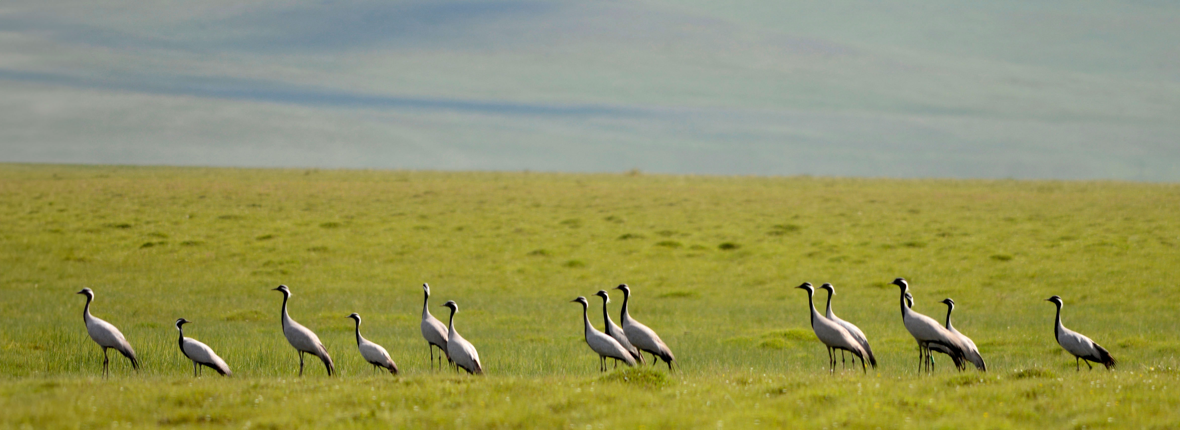 Why Demoiselle cranes migrate in a loop?