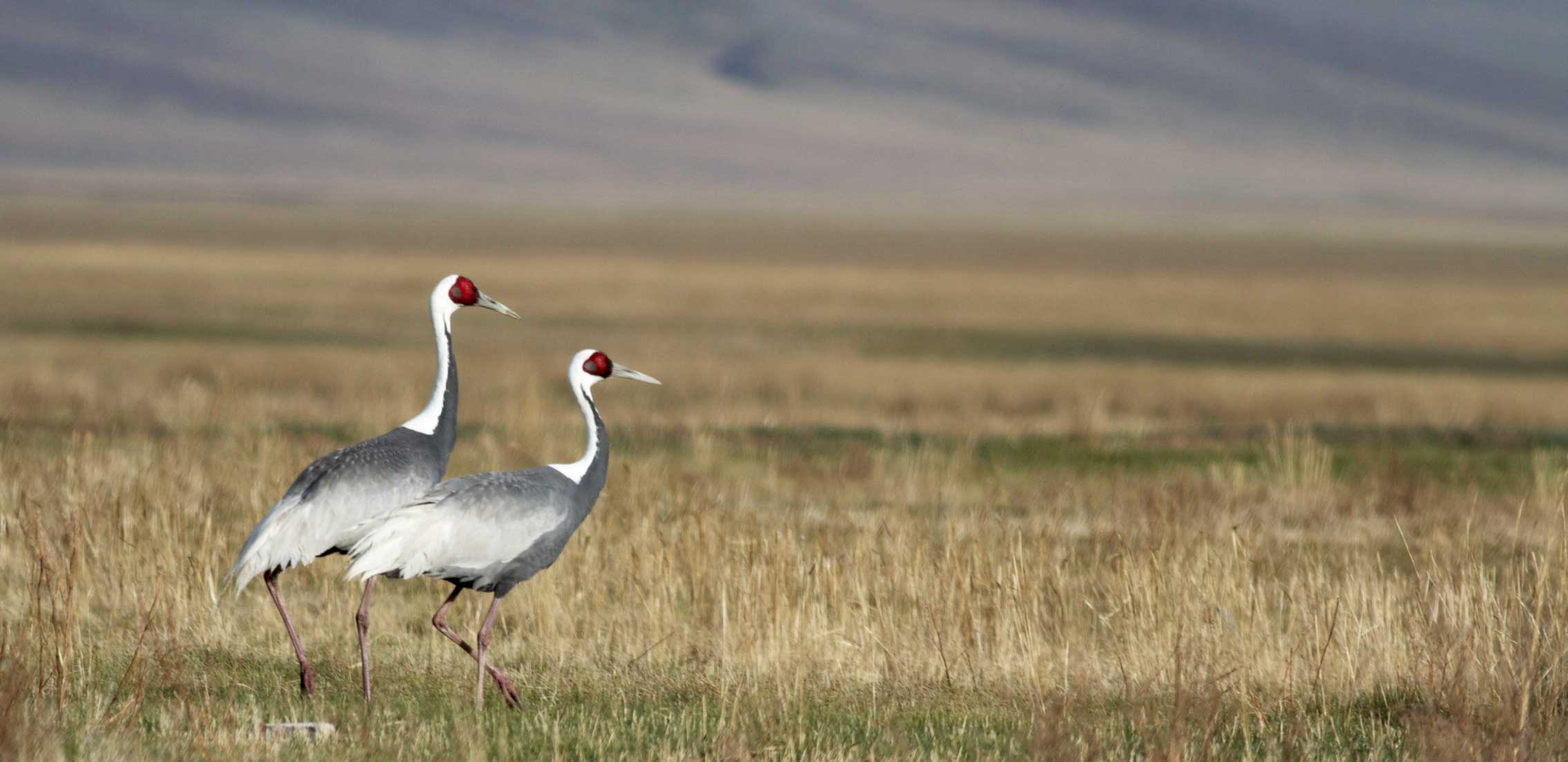 Why is the White-naped crane population declining?